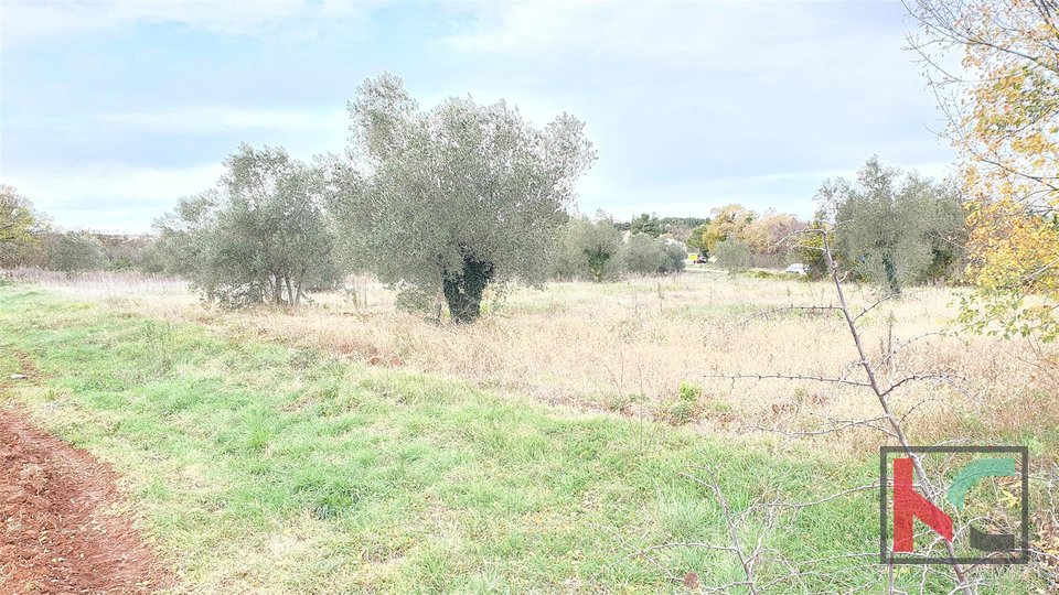 Istria - Bale, attractive land, olive grove 7233m2 with a plotted object, along the road