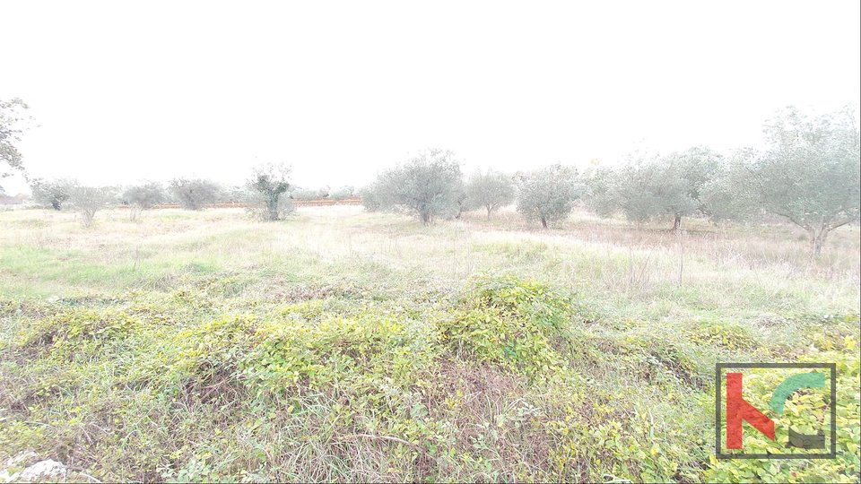 Istria - Bale, attractive land, olive grove 7233m2 with a plotted object, along the road