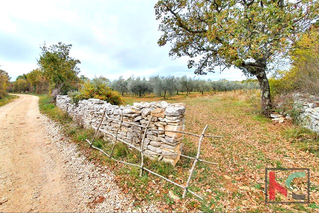 Istria - Bale, olive grove on 11,400m2