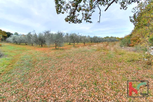 Istria - Bale, olive grove on 11,400m2