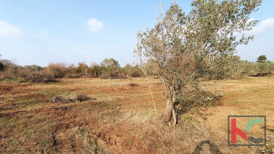 Istra - Fažana, weekend zemljište 507m2 - voda na terenu