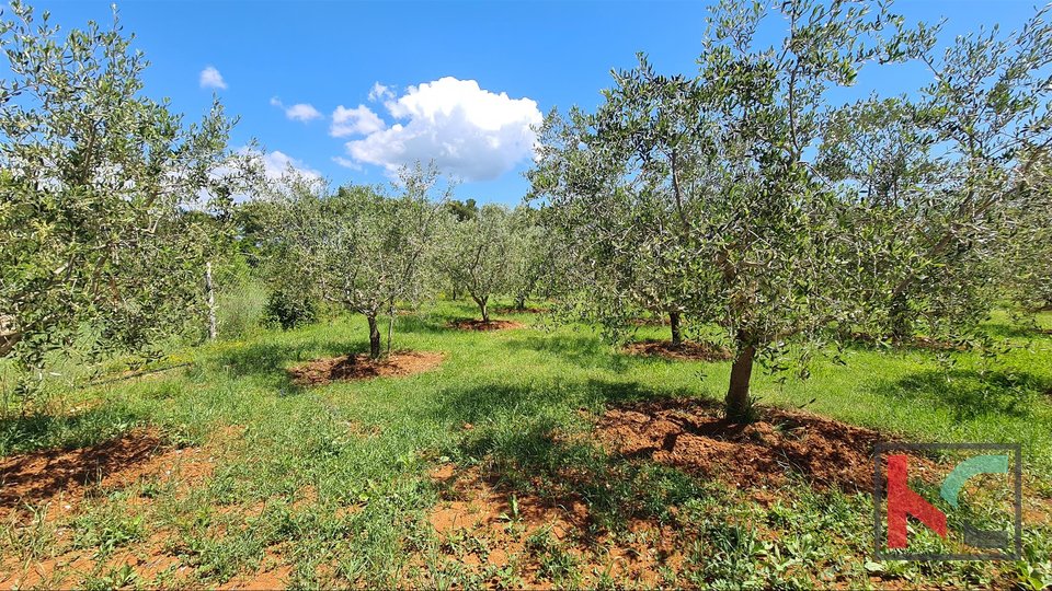 Istria- Medulin, olive grove on agricultural land 4.510m3 with, II Mobile home II electricity on the plot