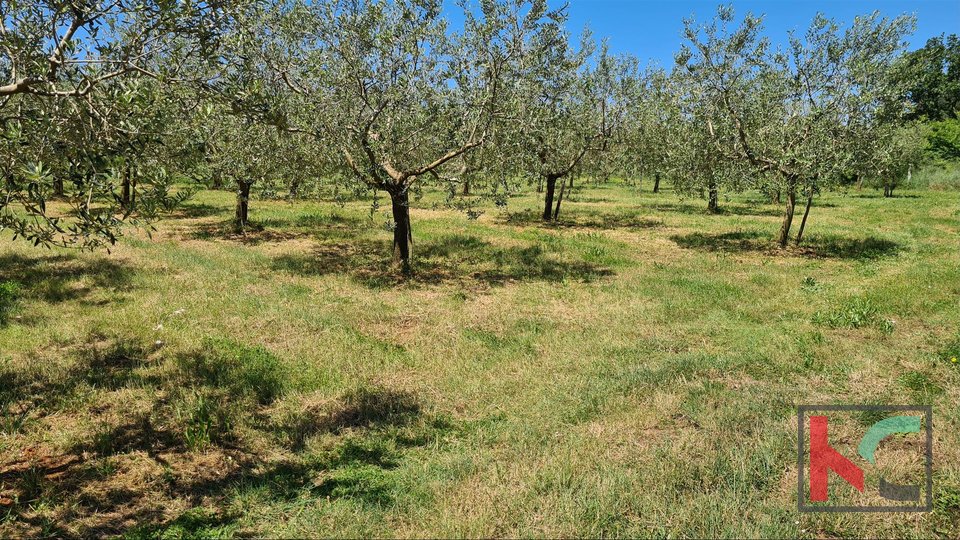 Istria- Medulin, uliveto su terreno agricolo 4.510m3 con, II Casa mobile II elettricità sul terreno