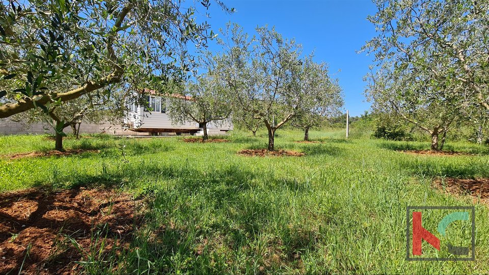 Istrien- Medulin, Olivenhain auf landwirtschaftlichem Land 4.510m3 mit, II Mobilheim II Strom auf dem Grundstück