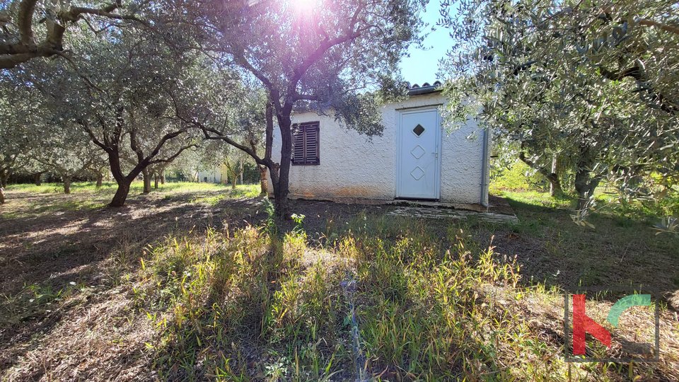 Pula, Busoler, land 4022m2 with a house and 180 olive trees