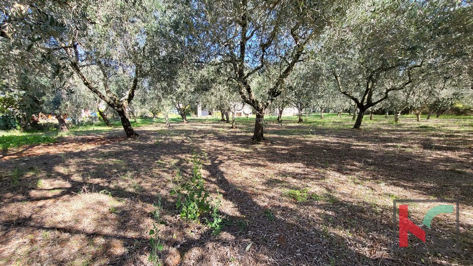 Пула, Бусолер, земля 4022м2 с домом и 180 оливковыми деревьями