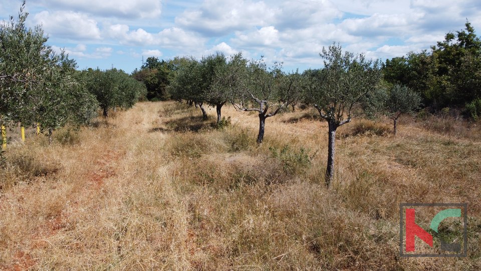 Rovinj, Rovinjsko Selo, olive grove 3307m2
