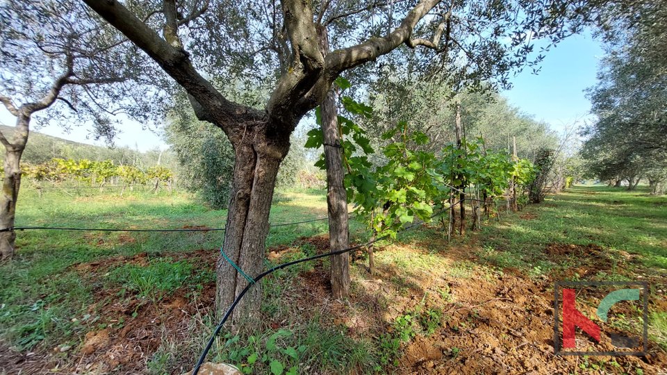Ровинь, узаконенный дом с оливковой рощей и виноградником на участке 4471 м2 #продажа