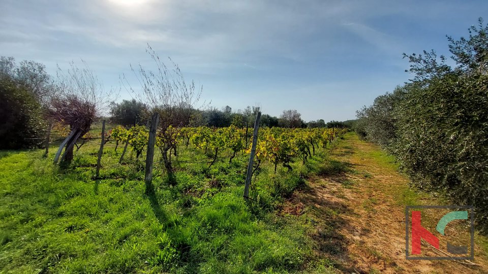 Rovinj, legalized house with olive grove and vineyard on a plot of 4471 m2 #sale