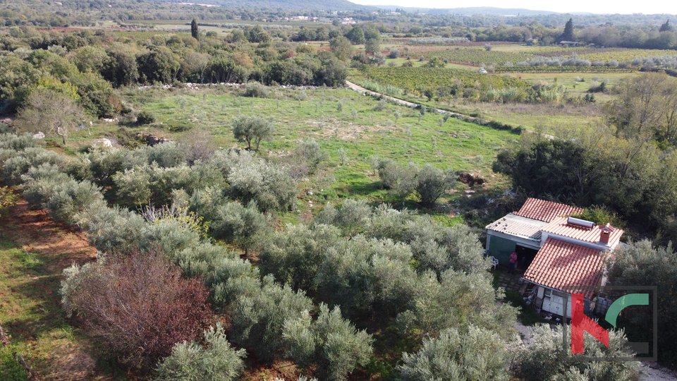 Rovinj, legalizirana kuća sa maslinikom i vinogradom na parceli od 4471 m2 #prodaja