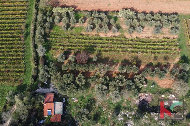 Rovinj, legalizirana hiša z oljčnim nasadom in vinogradom na parceli 4471 m2 #prodaja