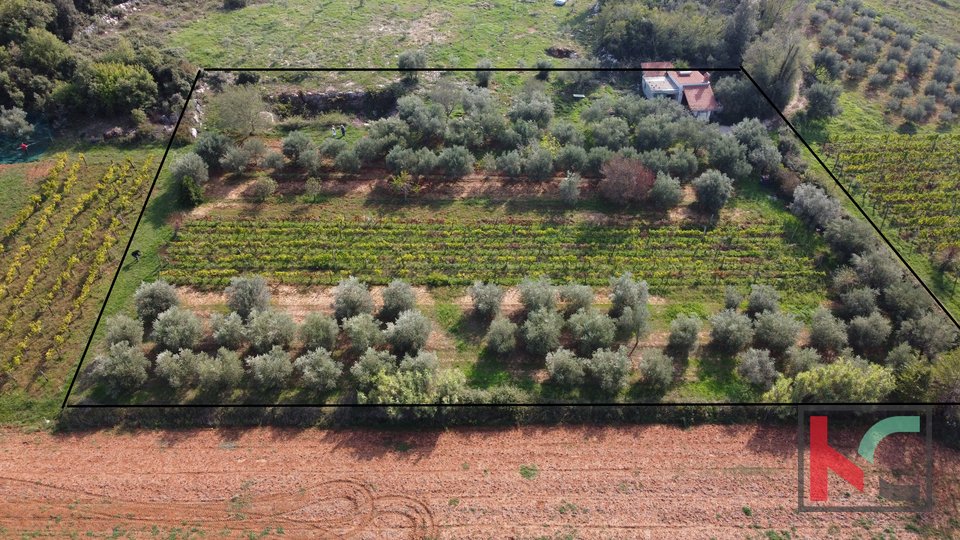 Ровинь, сельскохозяйственная земля с оливковой рощей, виноградником и узаконенной застройкой #продажа