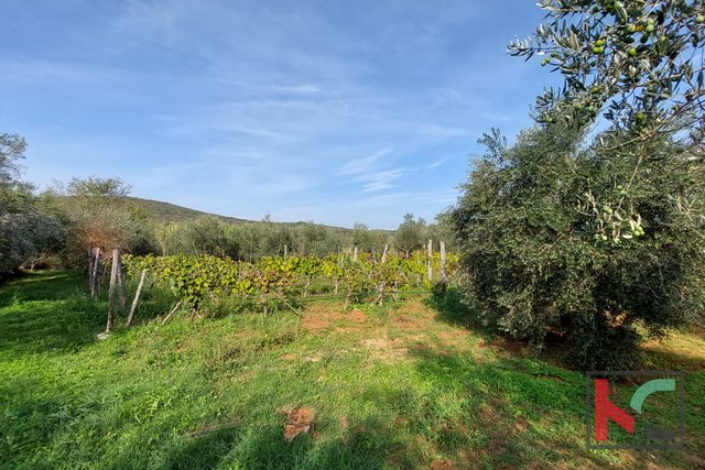 Rovinj, agricultural land with olive grove, vineyard and legalized building #sale