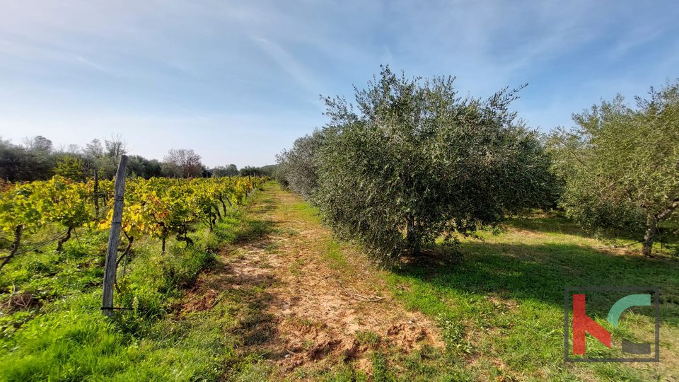 Rovinj, kmetijsko zemljišče z oljčnim nasadom, vinogradom in legaliziranim objektom #prodaja