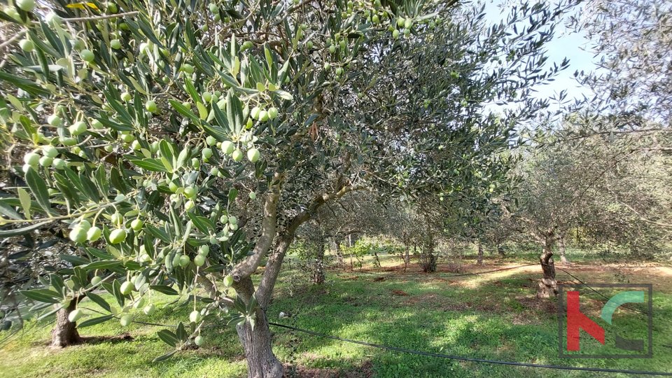Rovinj, agricultural land with olive grove, vineyard and legalized building #sale