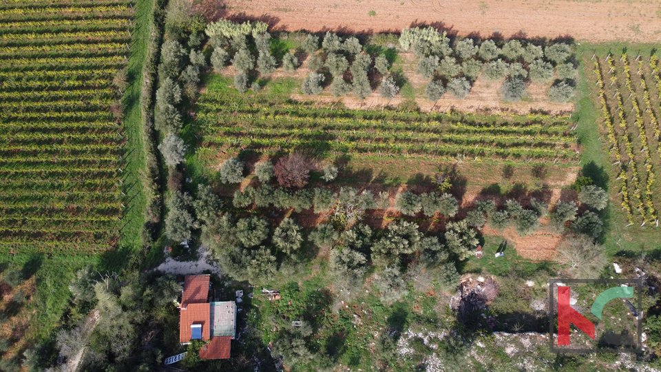 Rovinj, kmetijsko zemljišče z oljčnim nasadom, vinogradom in legaliziranim objektom #prodaja