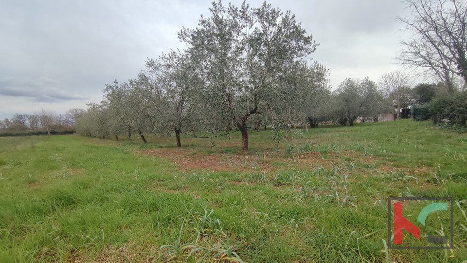 Istria, Vodnjan, traditional Istrian house with swimming pool and olive grove, building plot 4671 m2, #sale