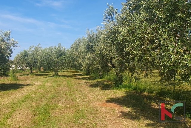 Истрия, Фажана, сельскохозяйственная земля с оливковой рощей #продажа