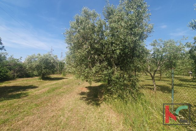 Истрия, Фажана, сельскохозяйственная земля с оливковой рощей #продажа