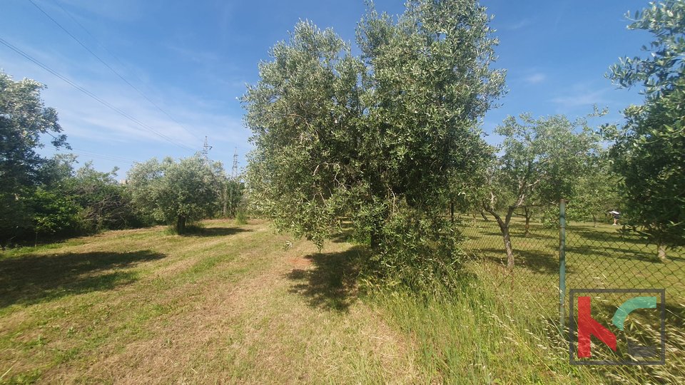 Istra, Fažana, poljoprivredno zemljište sa nasadom maslina #prodaja