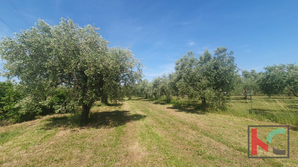 Istria, Fažana, agricultural land with olive grove #sale