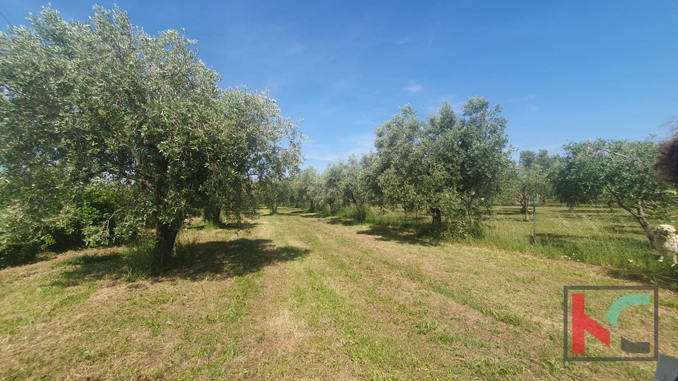 Istrien, Fažana, landwirtschaftliches Land mit Olivenhain #Verkauf