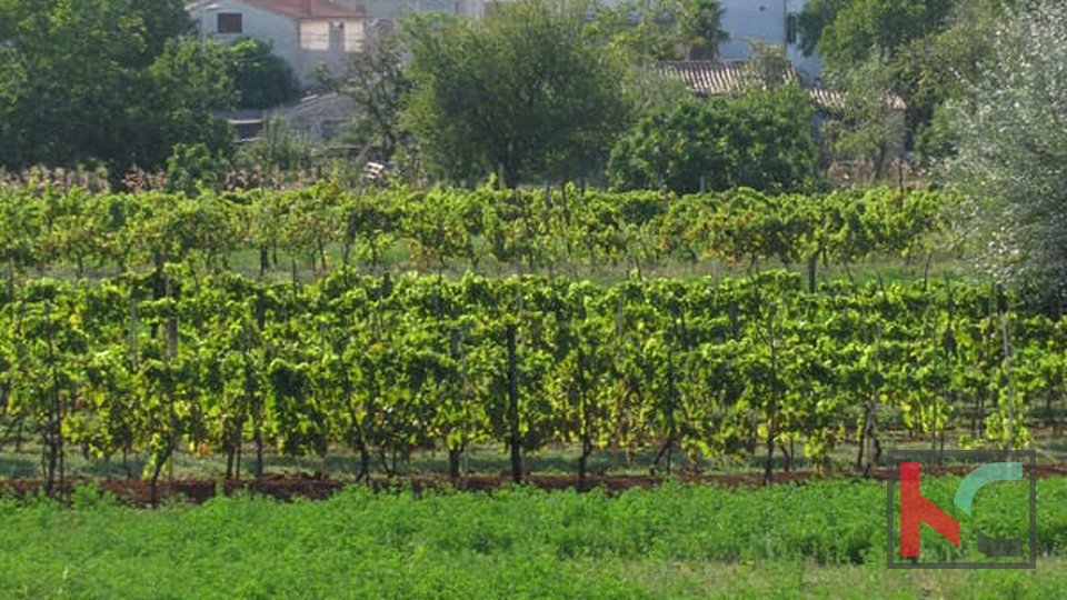 Istra, Barban, zemljište 1329m2, idealno za obiteljsku kuću ili kuću za odmor, #prodaja