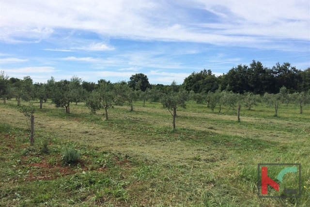 Vodnjan, olive grove 7400 m2, 180 olive trees