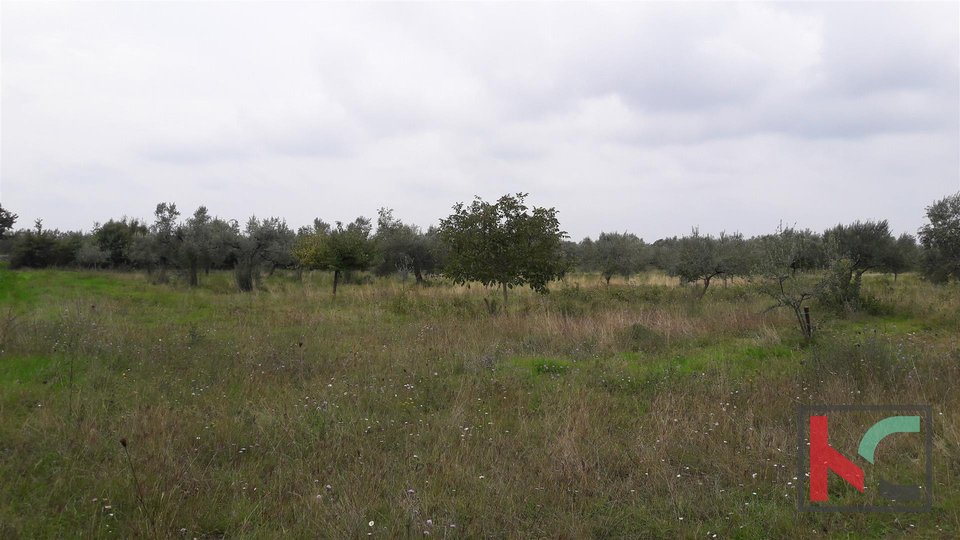 Bale, agricultural land 16169m2, olive grove with sea view