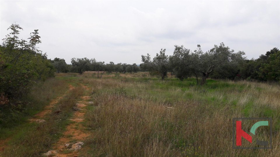 Bale, kmetijska zemljišča 16169m2, oljčni nasadi s pogledom na morje