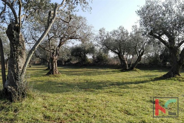 Barbariga, Batvaci olive grove land 3701m2