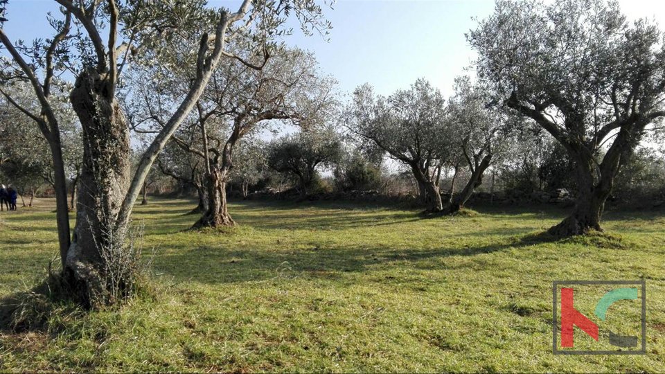 Barbariga, Batvaci Olivenhain Land 3701m2