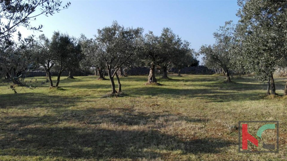 Барбарига, оливковая роща Батвачи, земля 3701м2