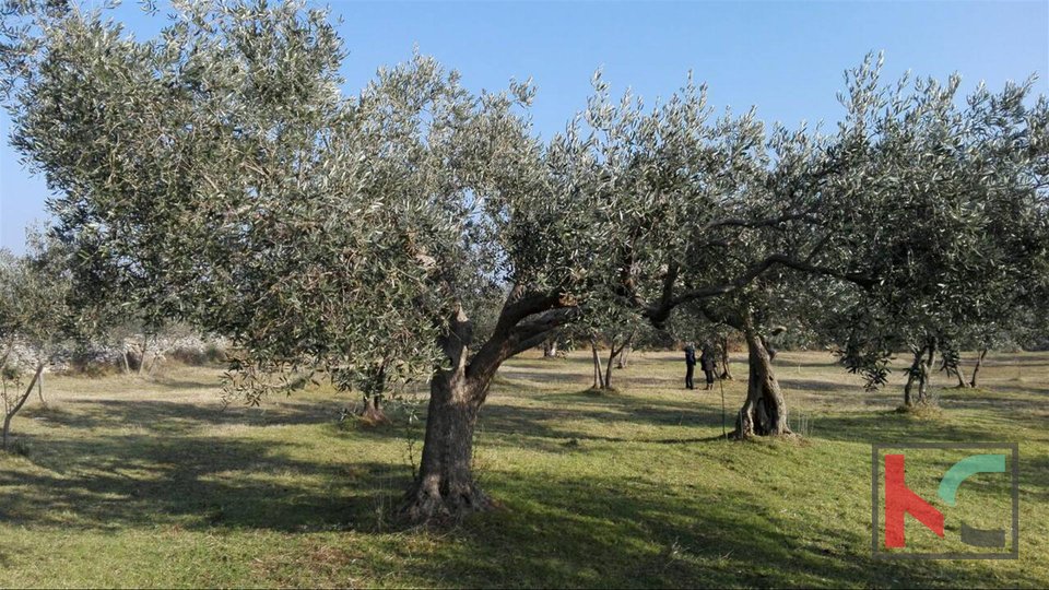 Барбарига, оливковая роща Батвачи, земля 3701м2